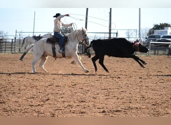 Haflinger Mix, Gelding, 7 years, 14,3 hh, Palomino