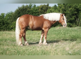 Haflinger, Gelding, 7 years, 14 hh, Sorrel