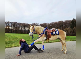 Haflinger, Gelding, 7 years, 14,1 hh, Chestnut-Red