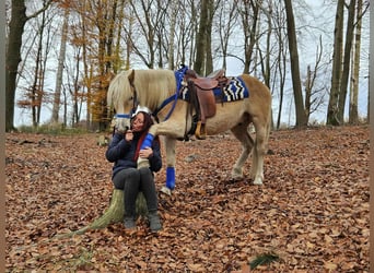 Haflinger, Gelding, 7 years, 14,1 hh, Chestnut-Red