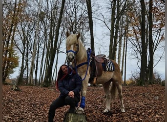 Haflinger, Gelding, 7 years, 14,1 hh, Chestnut-Red