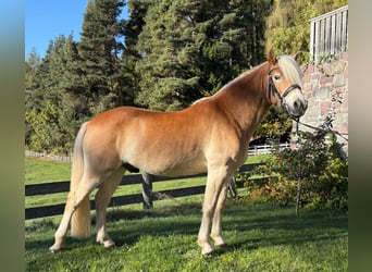 Haflinger, Gelding, 7 years, 14,2 hh, Chestnut-Red