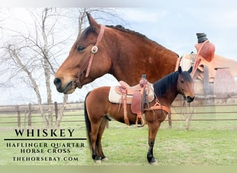 Haflinger, Gelding, 7 years, 14,3 hh, Bay