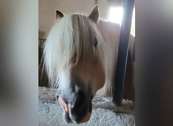 Haflinger, Gelding, 7 years, 15.1 hh, Palomino