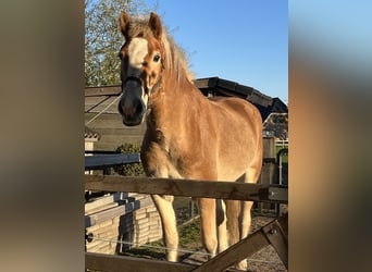 Haflinger, Gelding, 7 years, 15 hh, Brown-Light