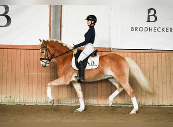 Haflinger, Gelding, 7 years, 15,1 hh, Chestnut-Red