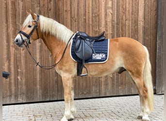 Haflinger, Gelding, 7 years, 15,1 hh, Chestnut-Red