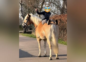 Haflinger, Gelding, 7 years, 15,2 hh, Palomino