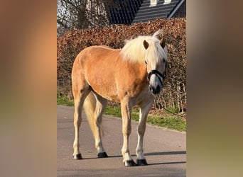 Haflinger, Gelding, 7 years, 15,2 hh, Palomino