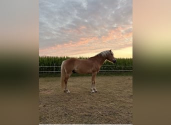 Haflinger, Gelding, 7 years, Chestnut