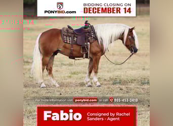 Haflinger, Gelding, 8 years, 13 hh, Palomino