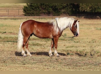 Haflinger, Gelding, 8 years, 13 hh, Palomino