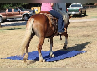 Haflinger, Gelding, 8 years, 13 hh, Palomino