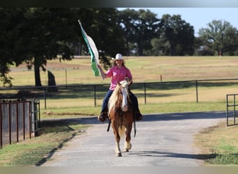 Haflinger, Gelding, 8 years, 13 hh, Palomino