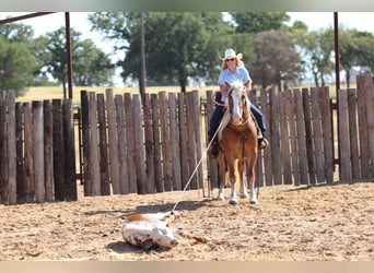 Haflinger, Gelding, 8 years, 13 hh, Palomino