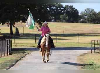 Haflinger, Gelding, 8 years, 13 hh, Palomino