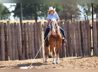 Haflinger, Gelding, 8 years, 13 hh, Palomino