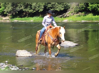 Haflinger, Gelding, 8 years, 14.1 hh, Palomino