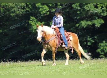 Haflinger, Gelding, 8 years, 14.1 hh, Palomino