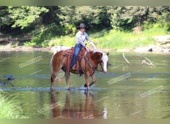 Haflinger, Gelding, 8 years, 14.1 hh, Palomino