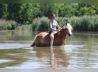 Haflinger, Gelding, 8 years, 14.1 hh, Palomino