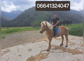 Haflinger, Gelding, 8 years, 14.3 hh