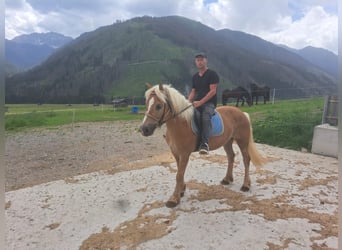 Haflinger, Gelding, 8 years, 14.3 hh