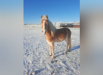 Haflinger, Gelding, 8 years, 14 hh, Palomino