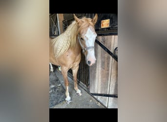 Haflinger, Gelding, 8 years, 14 hh, Palomino