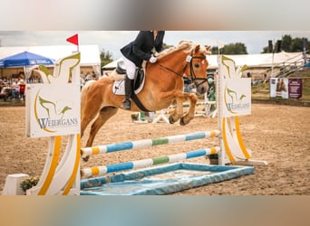 Haflinger, Gelding, 8 years, 14,1 hh, Sorrel