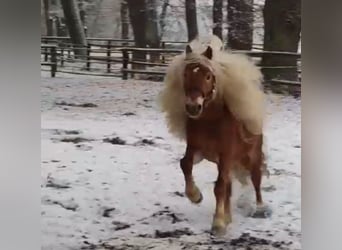 Haflinger, Gelding, 8 years, 14,1 hh, Sorrel