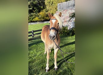 Haflinger, Gelding, 8 years, 14,2 hh, Chestnut-Red