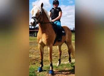 Haflinger, Gelding, 8 years, 15.1 hh, Chestnut-Red