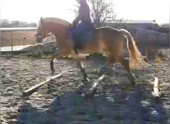 Haflinger, Gelding, 8 years, 15.1 hh, Chestnut-Red