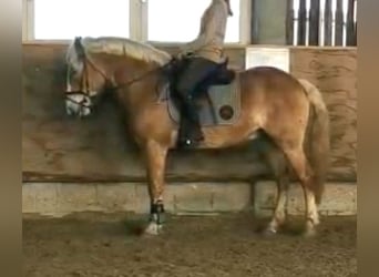 Haflinger, Gelding, 8 years, 15.1 hh, Chestnut-Red