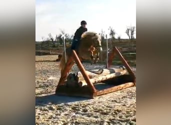 Haflinger, Gelding, 8 years, 15.1 hh, Chestnut-Red