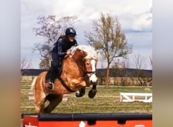 Haflinger, Gelding, 8 years, 15.1 hh, Chestnut-Red