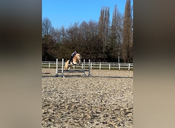 Haflinger, Gelding, 8 years, 15.1 hh