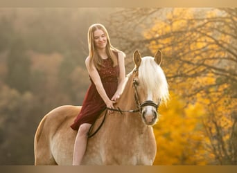 Haflinger, Gelding, 8 years, 15.1 hh