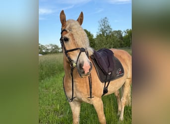 Haflinger, Gelding, 8 years, 15.1 hh