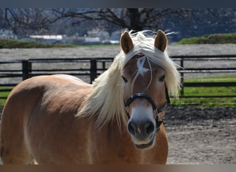 Haflinger, Gelding, 8 years, 15.2 hh