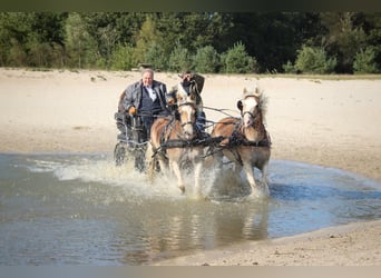 Haflinger, Gelding, 8 years, 15 hh