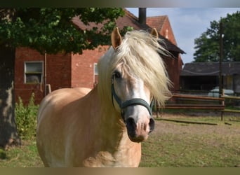 Haflinger, Gelding, 8 years, 15 hh, Chestnut-Red