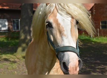 Haflinger, Gelding, 8 years, 15 hh, Chestnut-Red