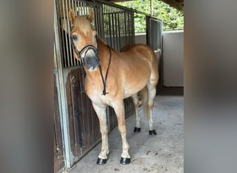 Haflinger, Gelding, 8 years, 15 hh, Chestnut-Red