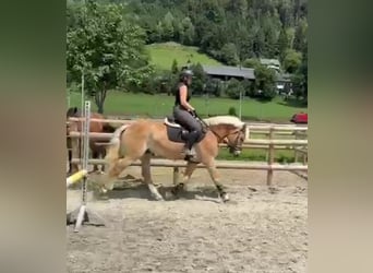 Haflinger, Gelding, 8 years, 15 hh, Chestnut-Red