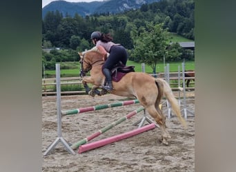 Haflinger, Gelding, 8 years, 15 hh, Chestnut-Red
