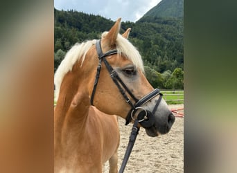 Haflinger, Gelding, 8 years, 15 hh, Chestnut-Red