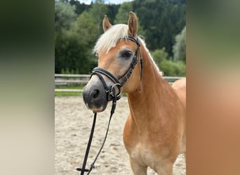 Haflinger, Gelding, 8 years, 15 hh, Chestnut-Red