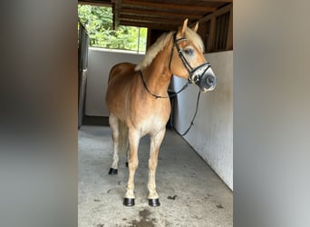 Haflinger, Gelding, 8 years, 15 hh, Chestnut-Red